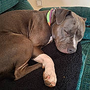 Babygirl is registered to the contest to win money with this photo: animal, blanket, brown_fur, canine, collar, comfort, couch, cozy, dog, fur, home, indoor, napping, paw, peaceful, pet, relaxation, resting, sleeping, white_paw