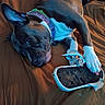 Babygirl joined the competition — help win amazing prizes! bed, brown, brown_blanket, canine, chewed_shoe, chewing, close_up, collar, dog, domestic_animal, fur, indoor, lying_down, mischievous, paw, pet, playful, resting, torn_object, white_paw