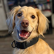 Dexter joined the competition — help win amazing prizes! dog, golden_retriever, pet, smiling, happy, collar, indoor, close_up, portrait, animal, canine, fur, ears, tongue, teeth, friendly, cute, domestic_animal, looking_at_camera, background_blur