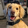 dog, golden_retriever, pet, smiling, happy, collar, indoor, close_up, portrait, animal, canine, fur, ears, tongue, teeth, friendly, cute, domestic_animal, looking_at_camera, background_blur