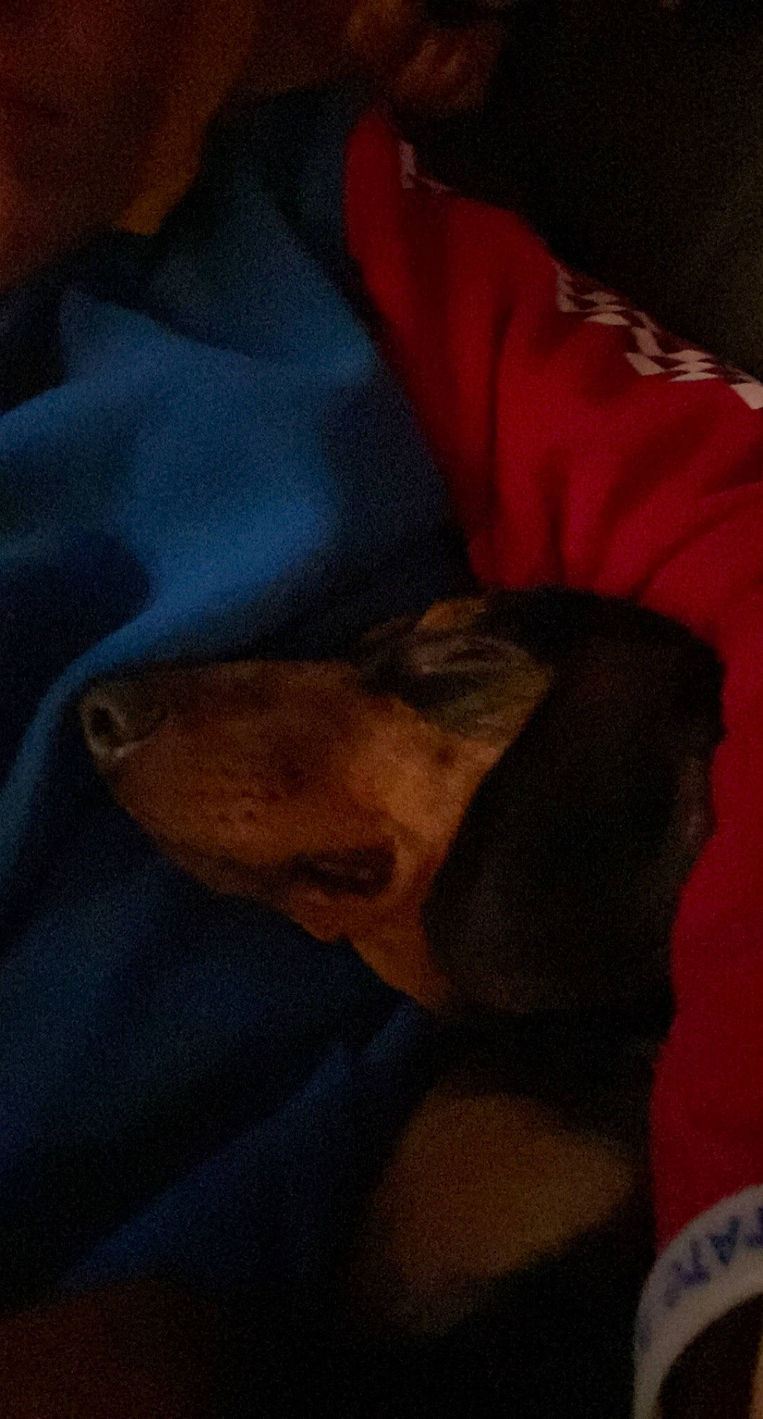 Bruno is registered to the contest to win money with this photo: canidae, carnivore, companion_dog, dog, dog_breed, dog_supply, liver, non_sporting_group, working_animal, working_dog