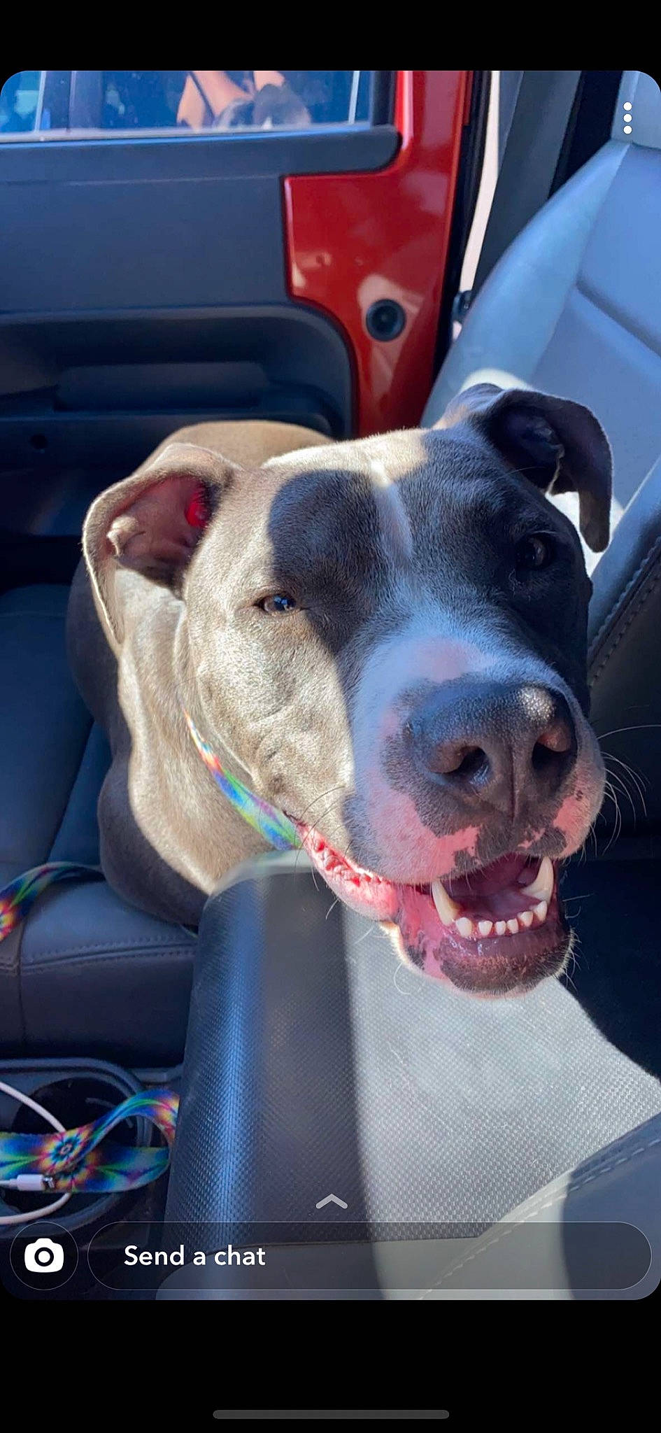 Stiles is registered to the contest to win money with this photo: canidae, car_seat, carnivore, collar, companion_dog, dog, dog_breed, dog_collar, dog_supply, jaw, leash, pet_supply, snout, sporting_group, tongue, vehicle_door, whiskers, wire, working_animal, working_dog