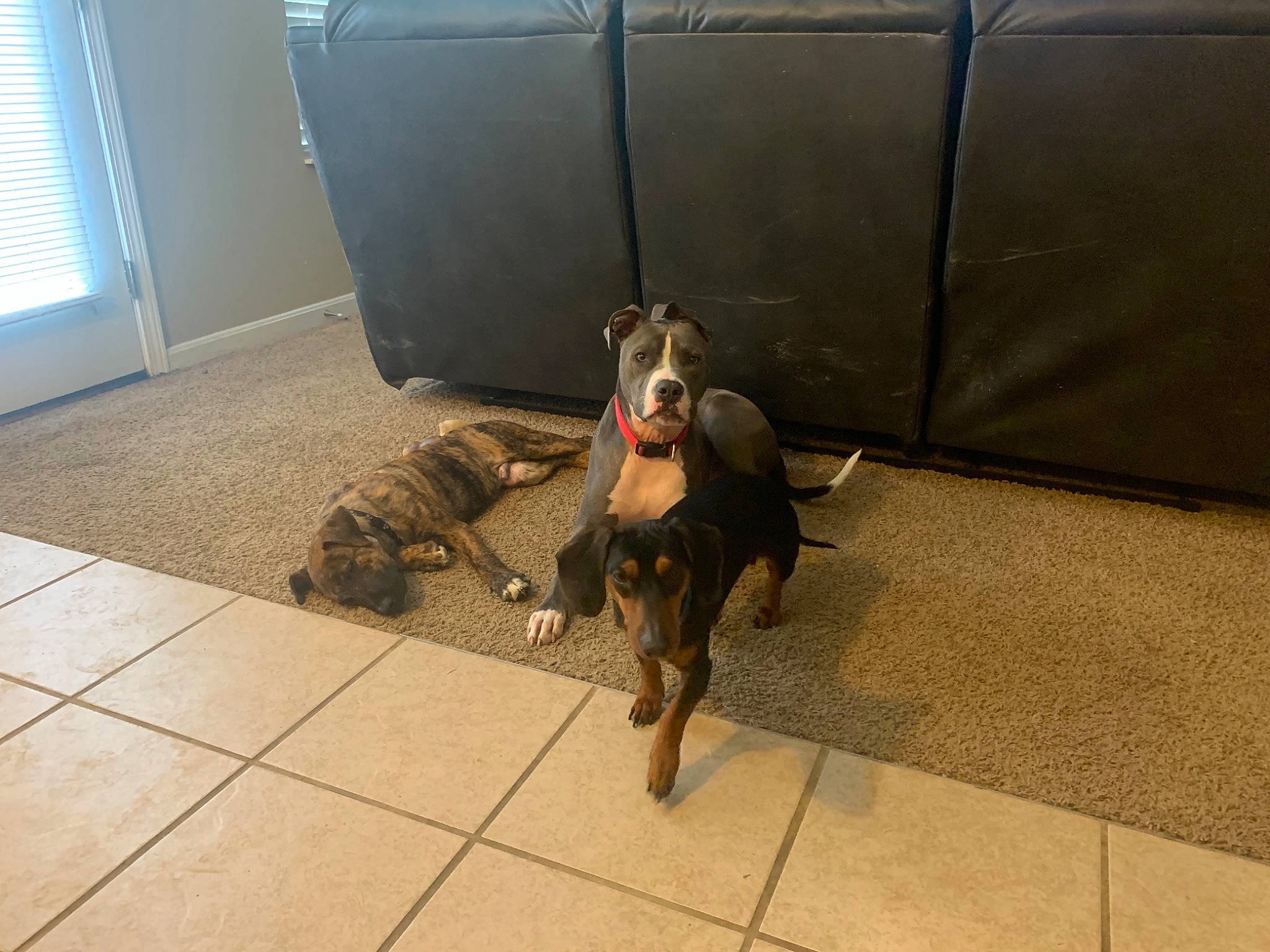 Stiles joined the competition — help win amazing prizes! canidae, carnivore, collar, companion_dog, daylighting, dog, dog_breed, fixture, floor, flooring, liver, snout, sporting_group, tile, vehicle_door, vertebrate, window_blind, window_covering, window_treatment, working_animal