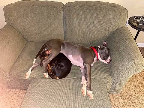 Stiles is registered to the contest to win money with this photo: canidae, carnivore, coffee_table, collar, comfort, companion_dog, couch, dog, dog_breed, dog_supply, fawn, grey, home_accessories, liver, living_room, pet_supply, snout, sporting_group, tail, working_animal