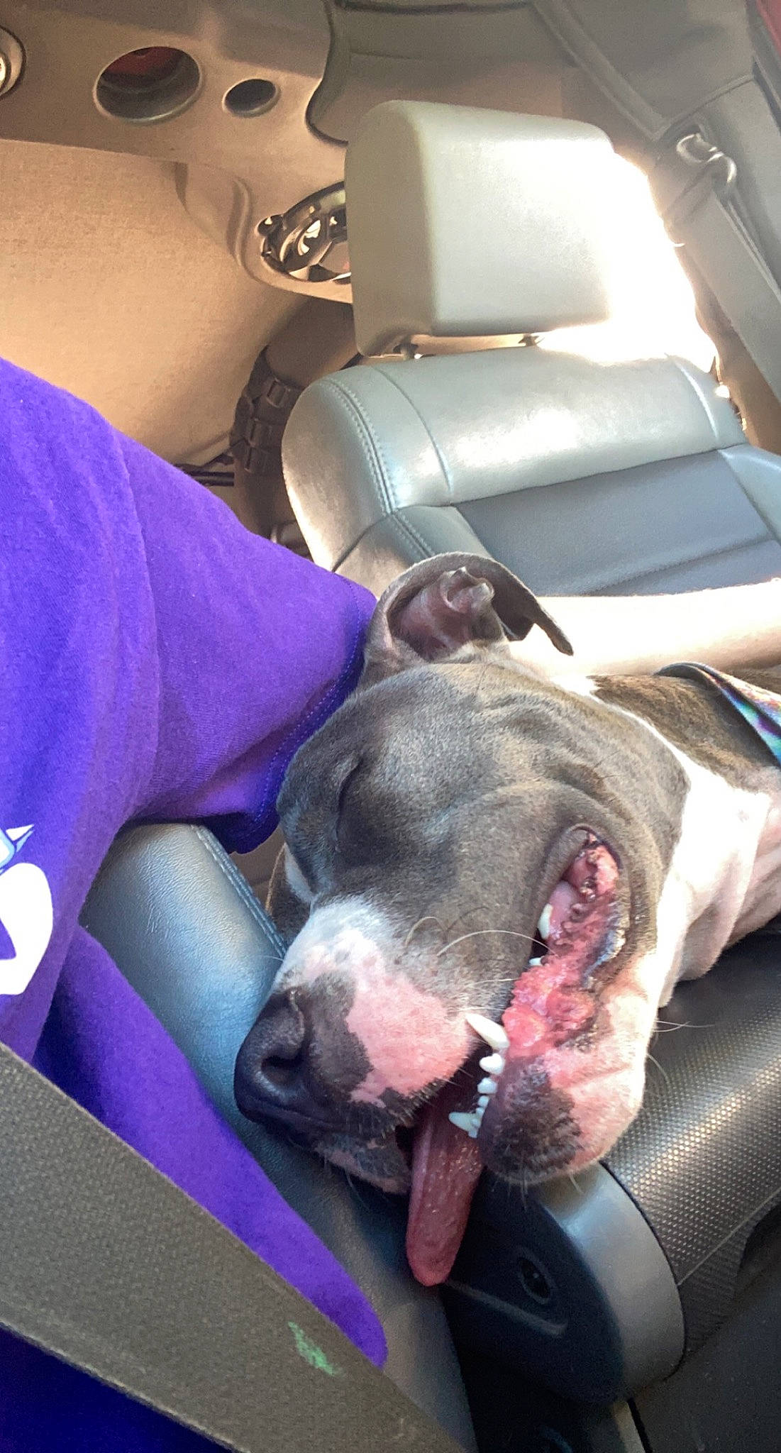 Stiles joined the competition — help win amazing prizes! canidae, carnivore, comfort, companion_dog, dog, dog_breed, jaw, mammal, pet_supply, purple, snout, sporting_group, tongue, whiskers, working_animal, working_dog