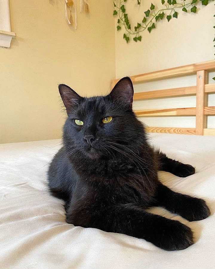 Dietrich joined the competition — help win amazing prizes! black_cat, bombay, carnivore, cat, claw, comfort, domestic_short_haired_cat, felidae, fence, fur, grey, plant, room, sitting, small_to_medium_sized_cats, snout, tail, terrestrial_animal, whiskers, window