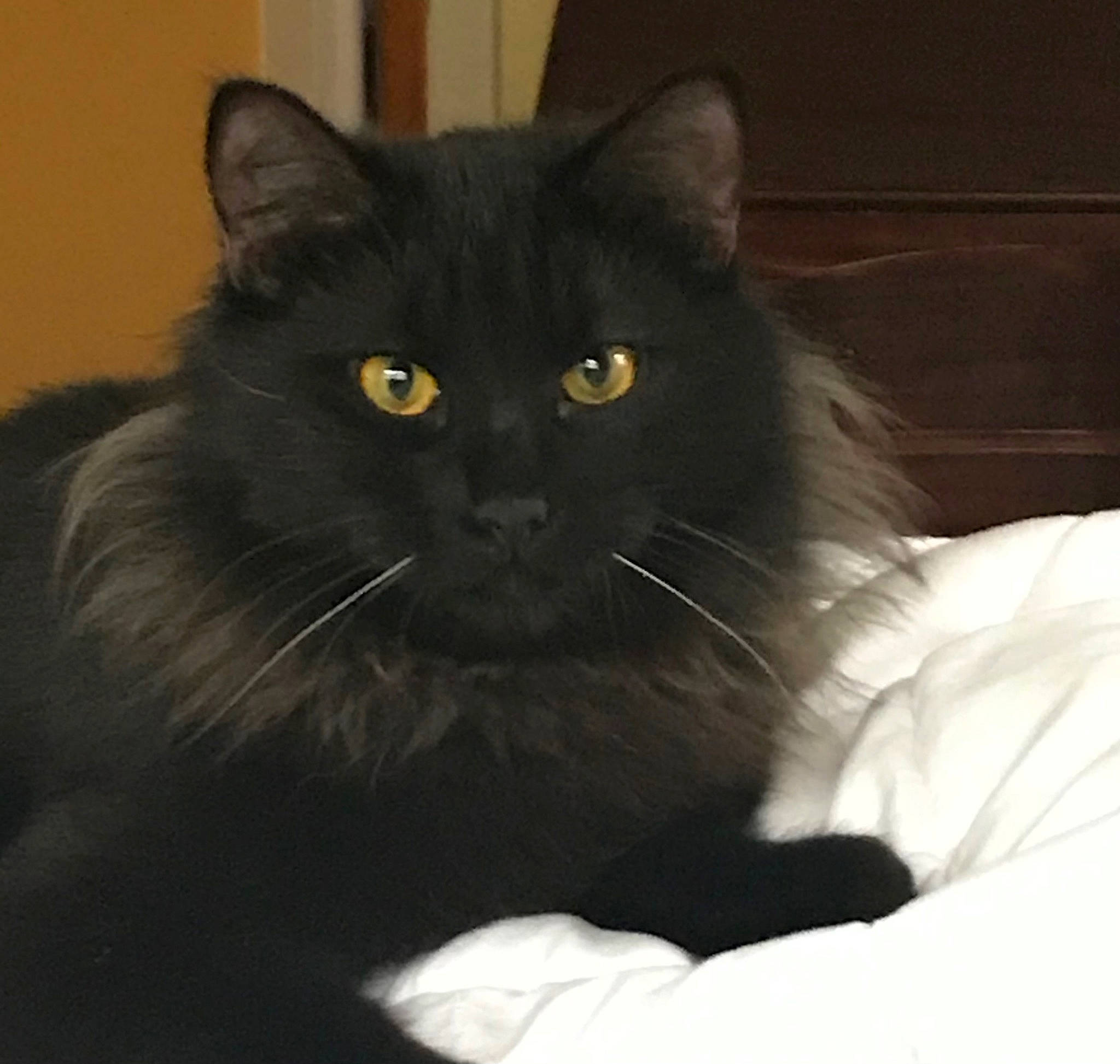 Dietrich joined the competition — help win amazing prizes! black_cat, british_longhair, carnivore, cat, claw, comfort, eye, felidae, fur, grey, sitting, small_to_medium_sized_cats, snout, tail, terrestrial_animal, whiskers, window