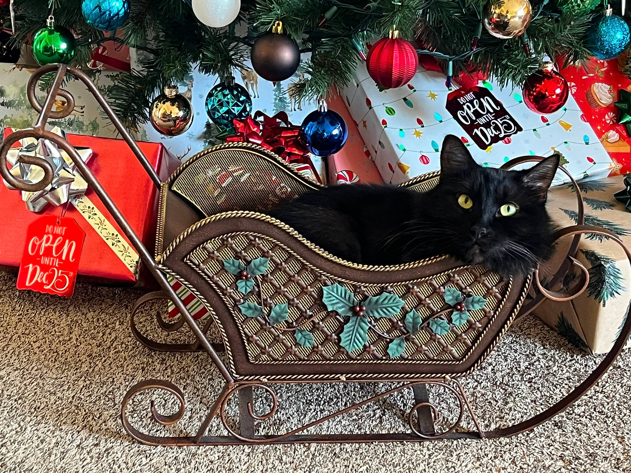 Dietrich joined the competition — help win amazing prizes! armrest, bench, carnivore, cat, christmas_decoration, christmas_ornament, christmas_tree, comfort, event, felidae, font, grass, holiday, holiday_ornament, ornament, outdoor_furniture, pattern, small_to_medium_sized_cats, tree, whiskers