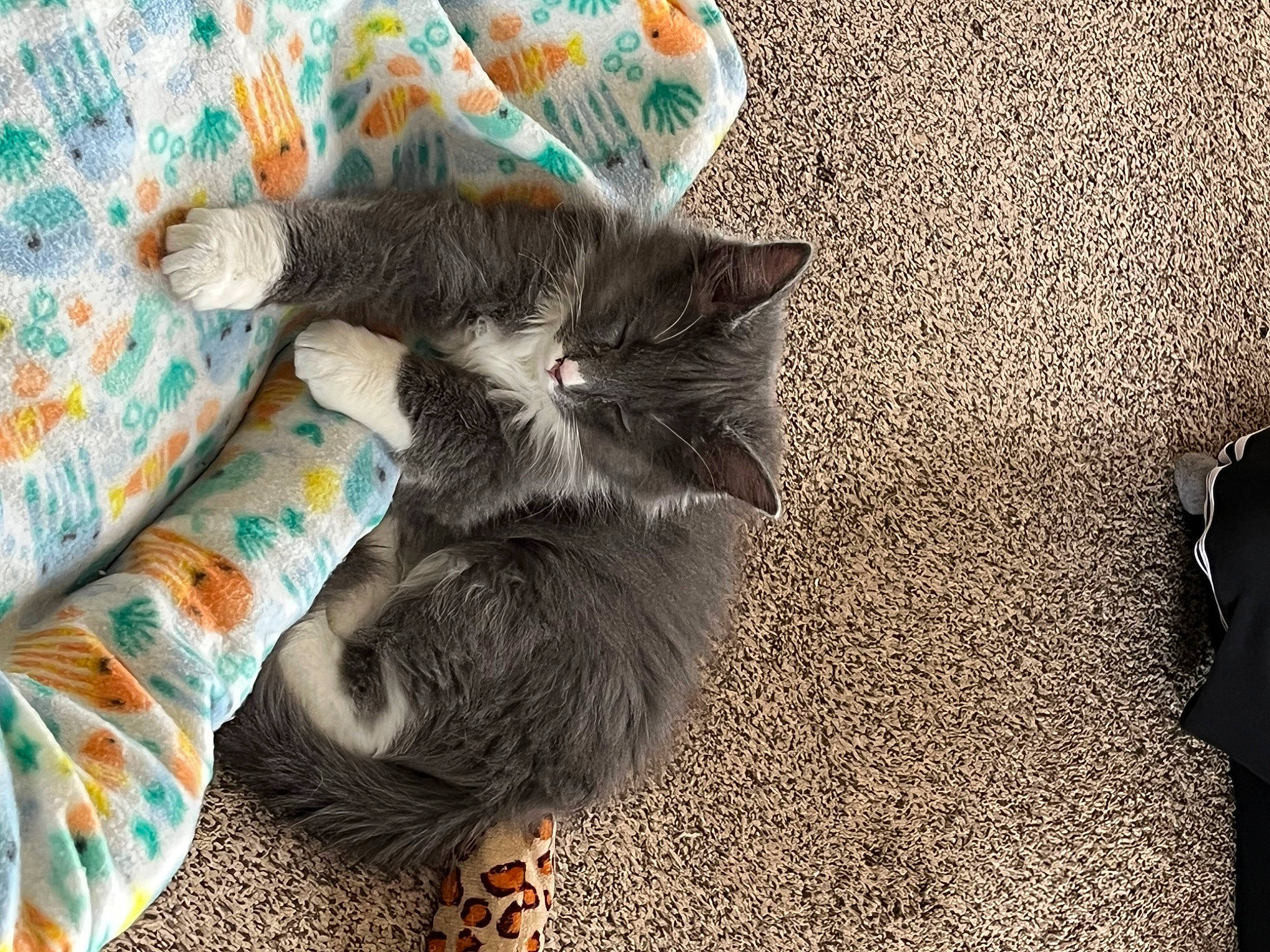 Gizmo is registered to the contest to win money with this photo: carnivore, cat, claw, comfort, domestic_short_haired_cat, felidae, flooring, fur, grass, grey, pattern, paw, sand, small_to_medium_sized_cats, tail, whiskers