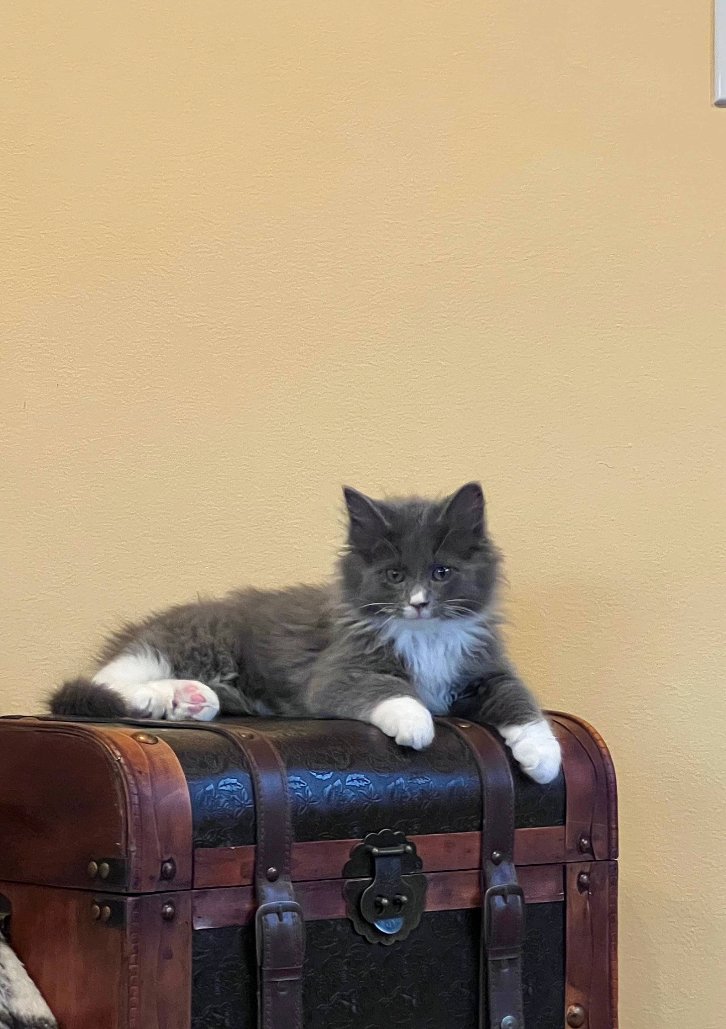 Gizmo is registered to the contest to win money with this photo: bag, baggage, box, british_longhair, brown, cabinetry, carnivore, cat, drawer, felidae, fur, grey, hardwood, sitting, small_to_medium_sized_cats, tail, whiskers, wood, wood_stain