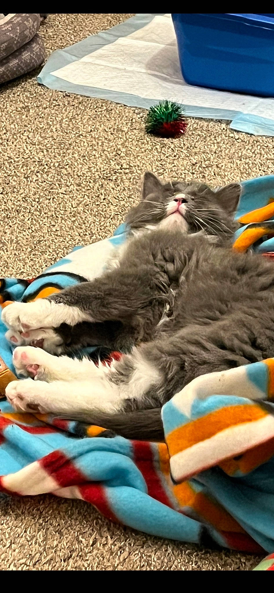 Gizmo joined the competition — help win amazing prizes! blue, carnivore, cat, comfort, domestic_short_haired_cat, felidae, flowerpot, fur, grey, lap, linens, mammal, paw, plant, sand, sitting, small_to_medium_sized_cats, tail, vertebrate, whiskers