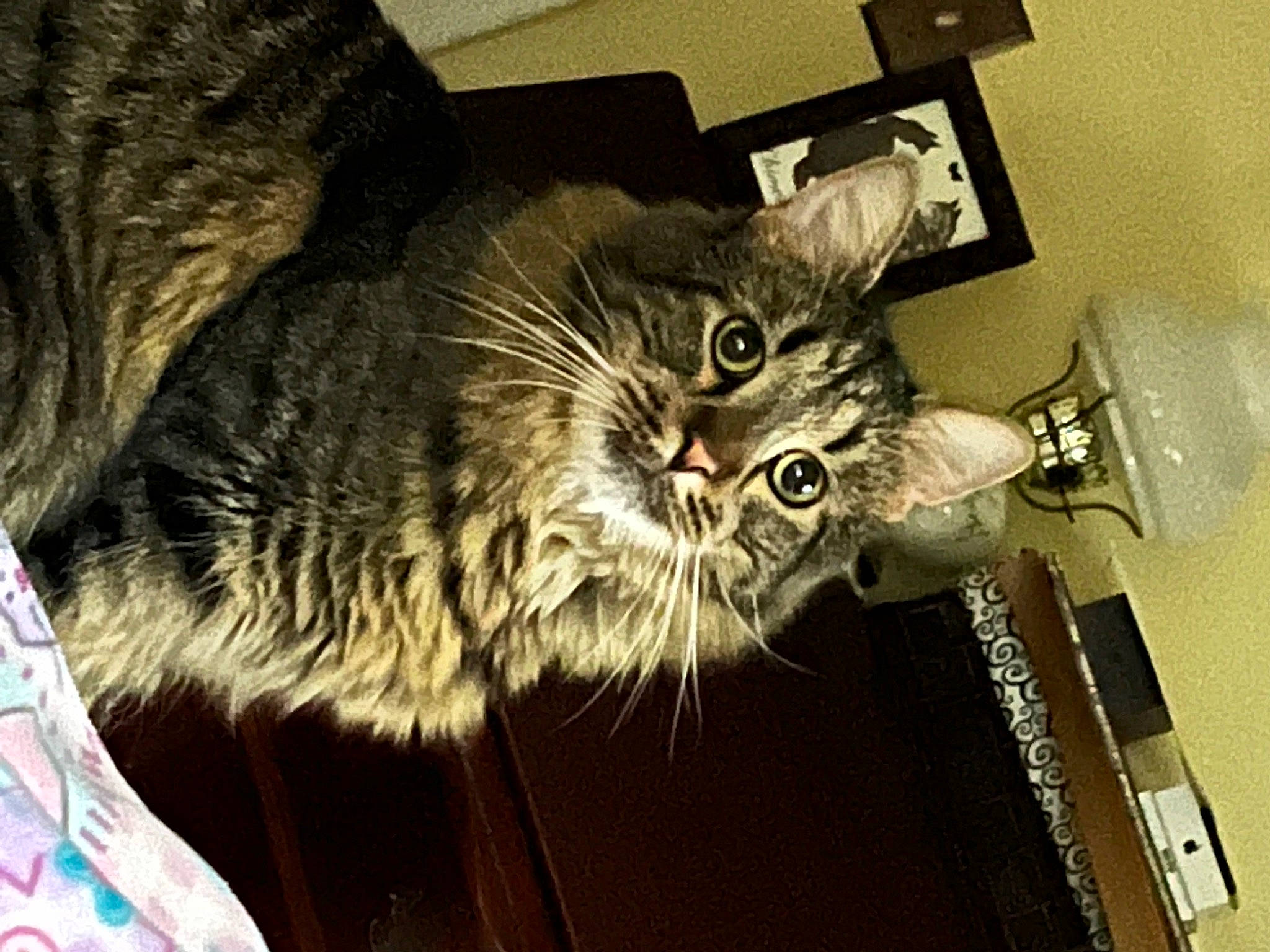 Binky joined the competition — help win amazing prizes! carnivore, cat, claw, comfort, domestic_short_haired_cat, felidae, fur, paw, small_to_medium_sized_cats, tail, whiskers