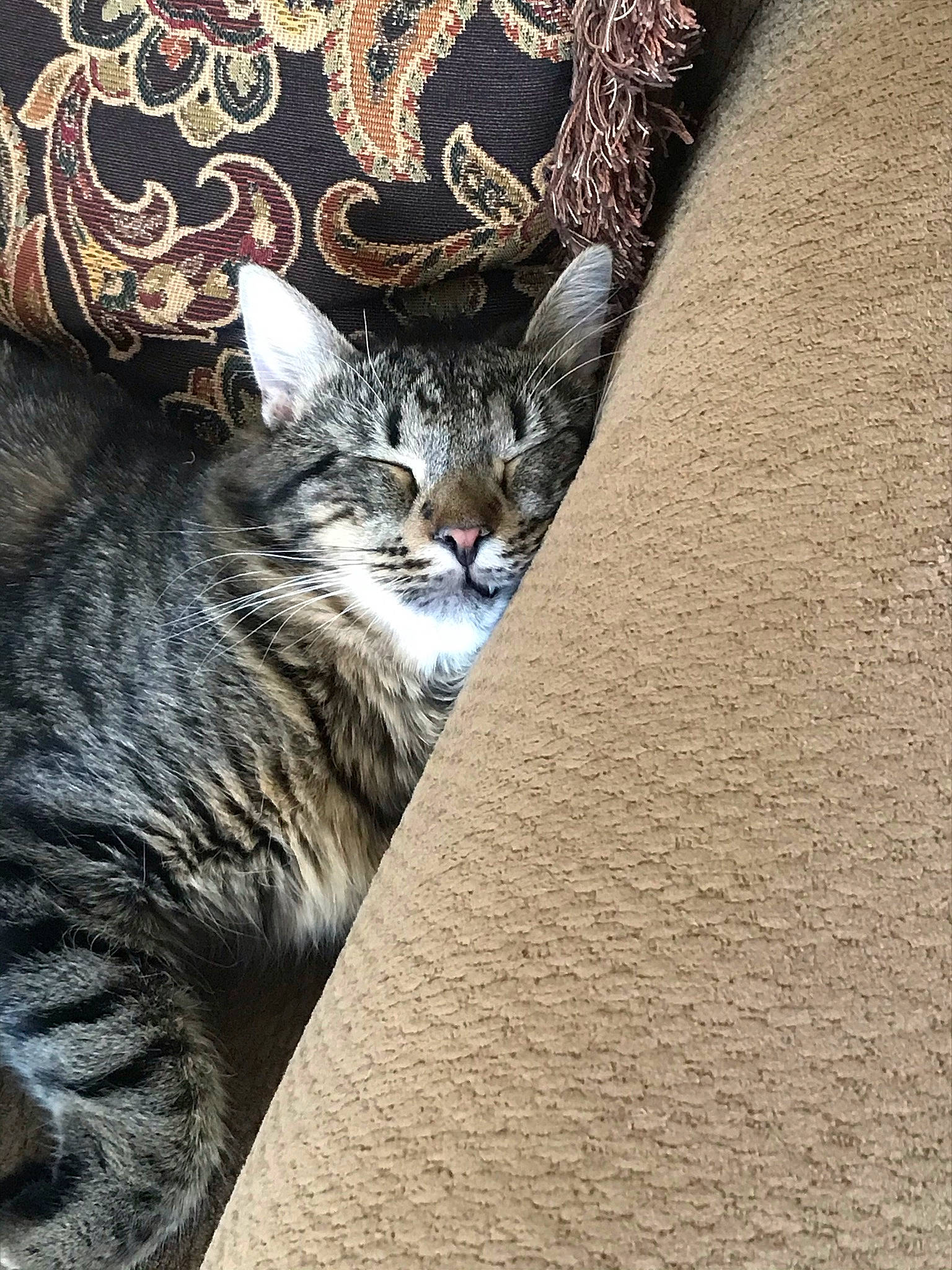 Binky joined the competition — help win amazing prizes! carnivore, cat, comfort, domestic_short_haired_cat, door, felidae, fur, grey, linens, pattern, small_to_medium_sized_cats, snout, tail, terrestrial_animal, tree, trunk, whiskers, wildlife, window, wood