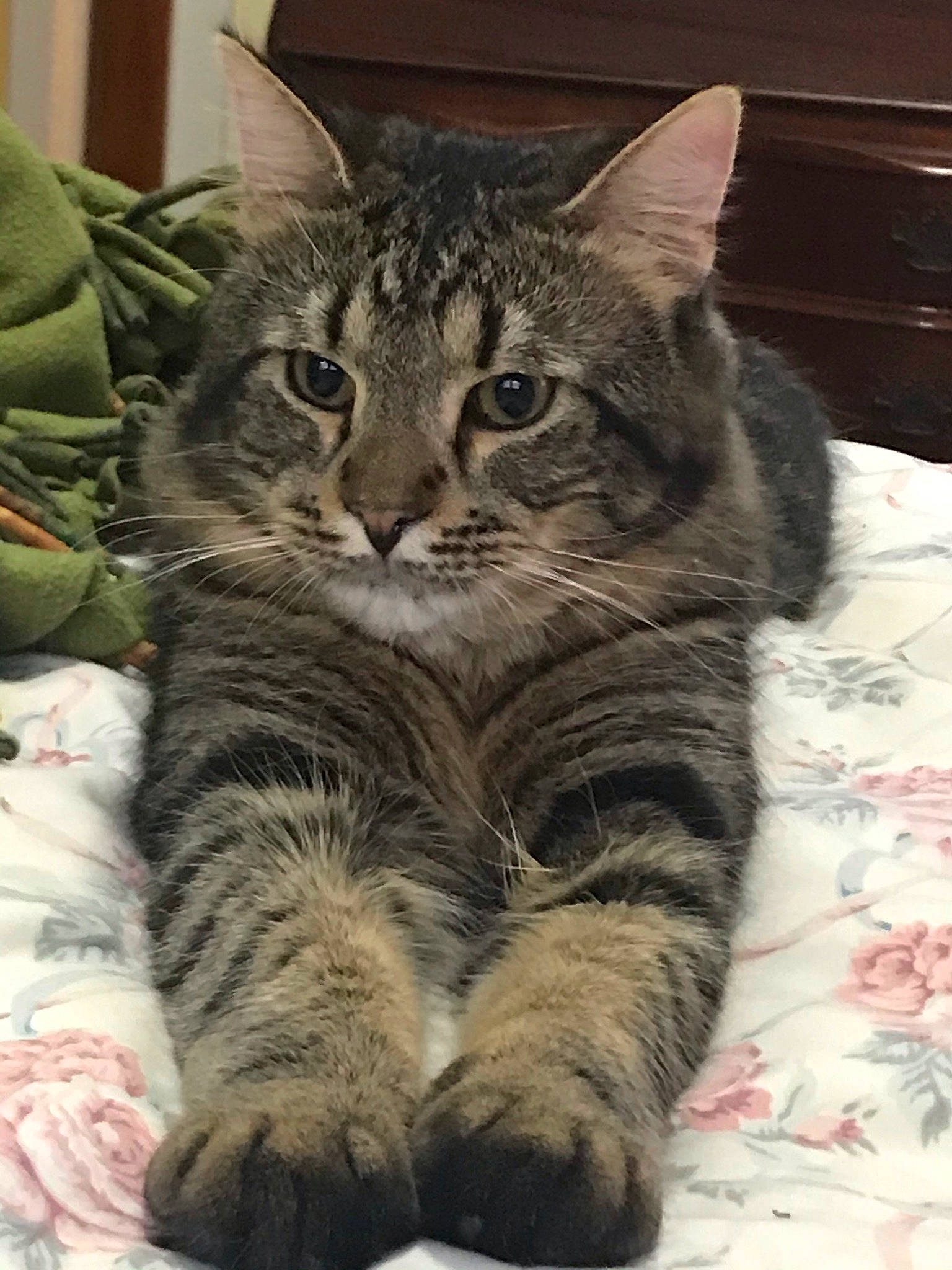 Binky is registered to the contest to win money with this photo: carnivore, cat, claw, comfort, domestic_short_haired_cat, felidae, foot, fur, paw, sitting, small_to_medium_sized_cats, snout, tail, terrestrial_animal, whiskers