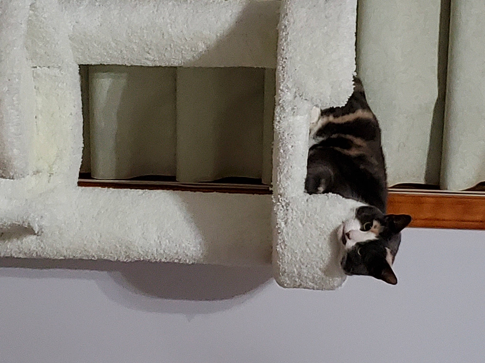 Calleygirl joined the competition — help win amazing prizes! carnivore, curtain, dog_breed, fawn, felidae, grey, house, interior_design, linens, rectangle, shade, small_to_medium_sized_cats, snout, sporting_group, tail, tints_and_shades, whiskers, window, window_treatment, wood