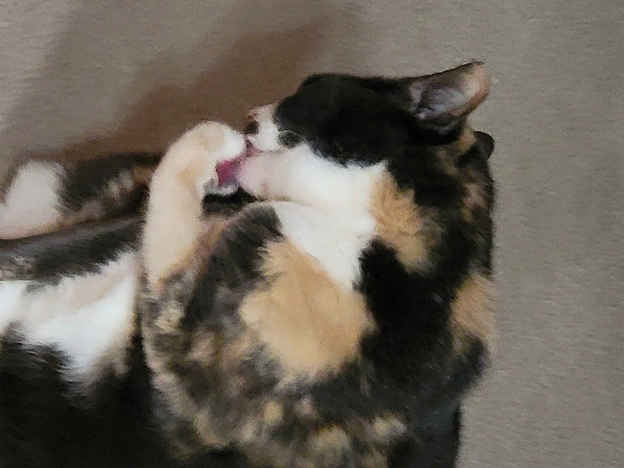 Calleygirl is registered to the contest to win money with this photo: canidae, carnivore, cat, claw, comfort, dog_breed, domestic_short_haired_cat, eye, felidae, foot, fur, love, paw, small_to_medium_sized_cats, sporting_group, tail, terrestrial_animal, whiskers