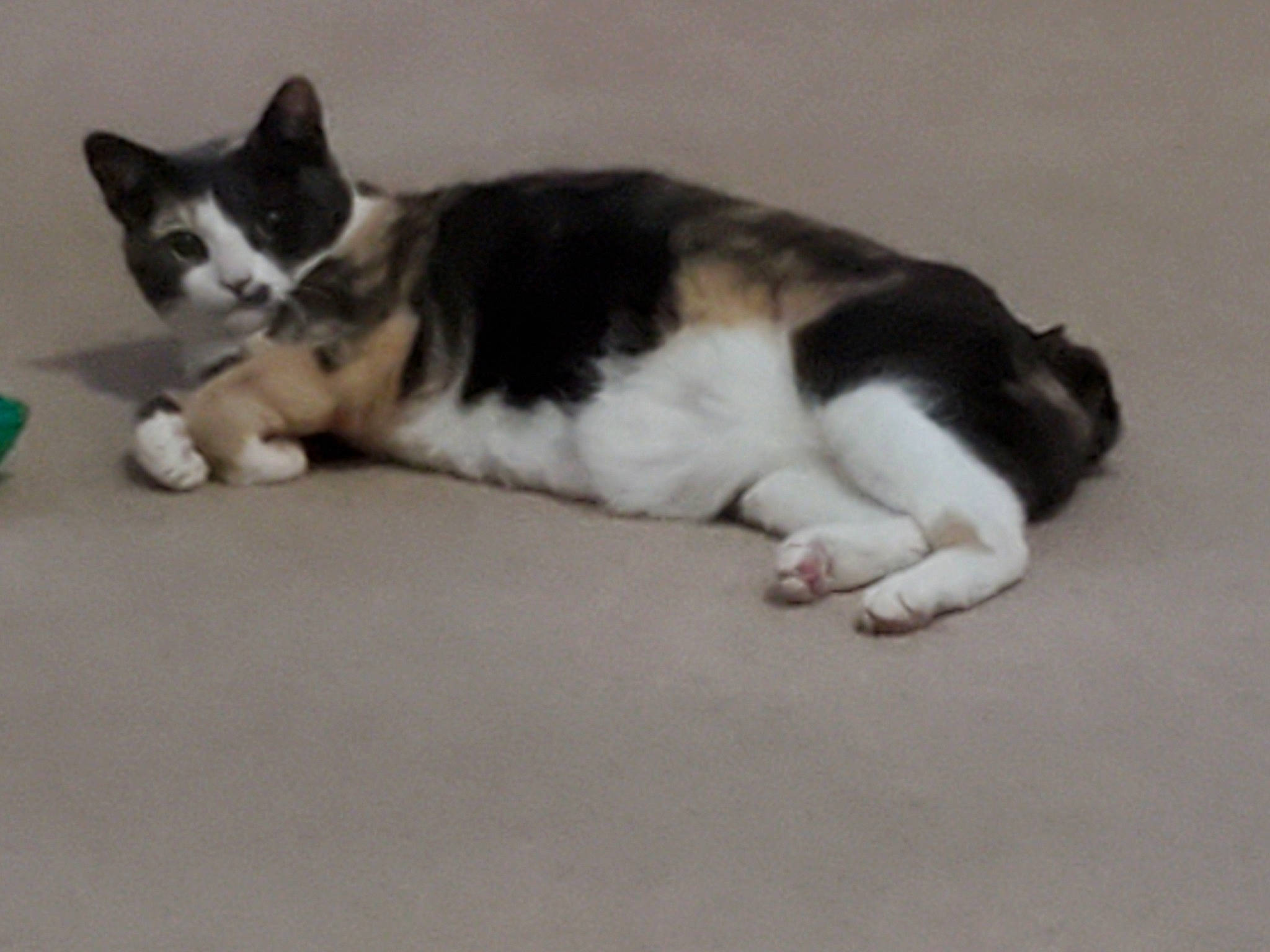 Calleygirl joined the competition — help win amazing prizes! balance, carnivore, cat, comfort, dog_breed, domestic_short_haired_cat, felidae, flooring, fur, paw, small_to_medium_sized_cats, sporting_group, tail, terrestrial_animal, whiskers, wood