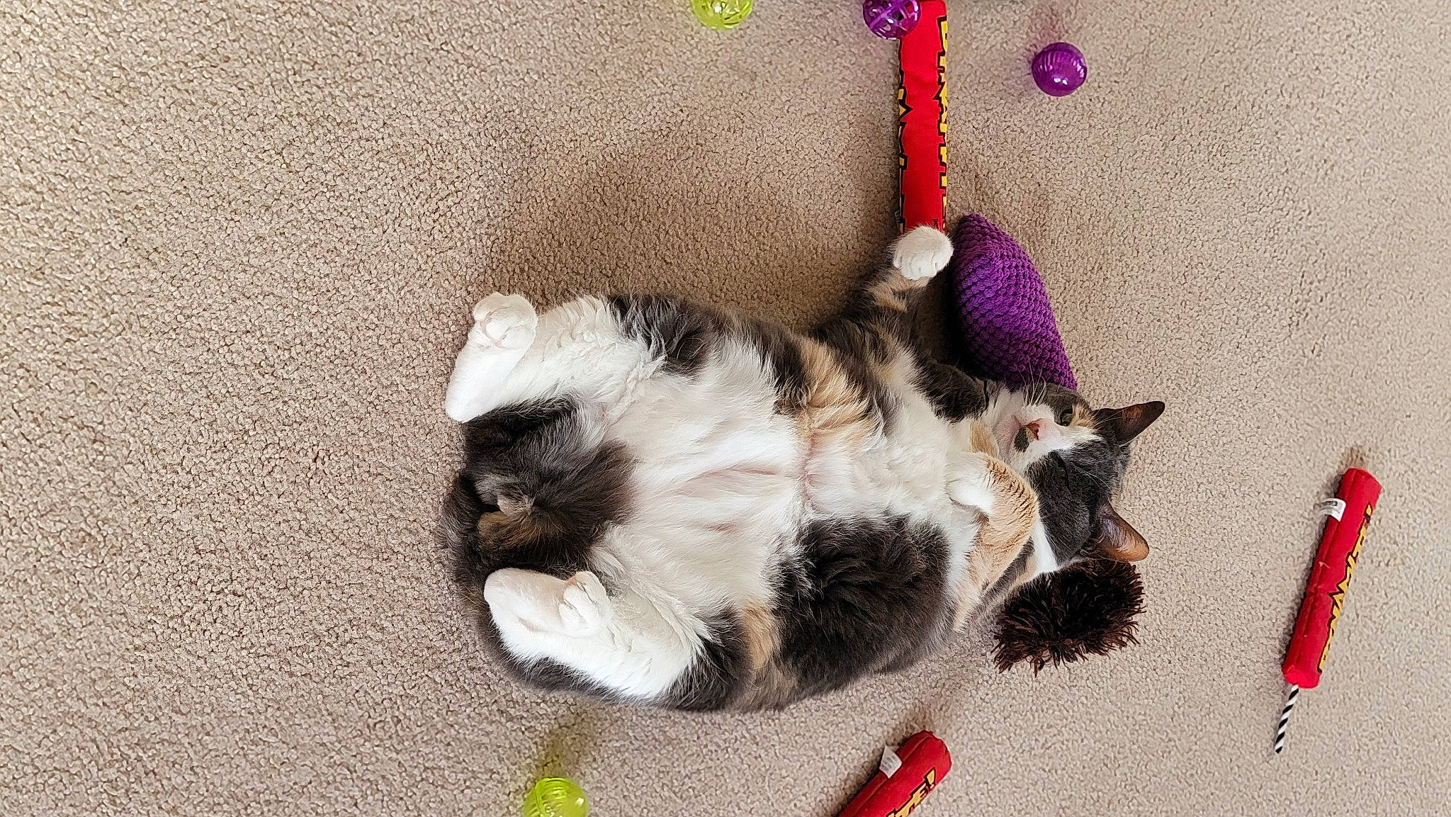 Calleygirl is registered to the contest to win money with this photo: art, canidae, carnivore, cat, collar, comfort, companion_dog, dog_breed, fashion_accessory, fawn, felidae, foot, fur, paw, pet_supply, plant, small_to_medium_sized_cats, sporting_group, tail, whiskers