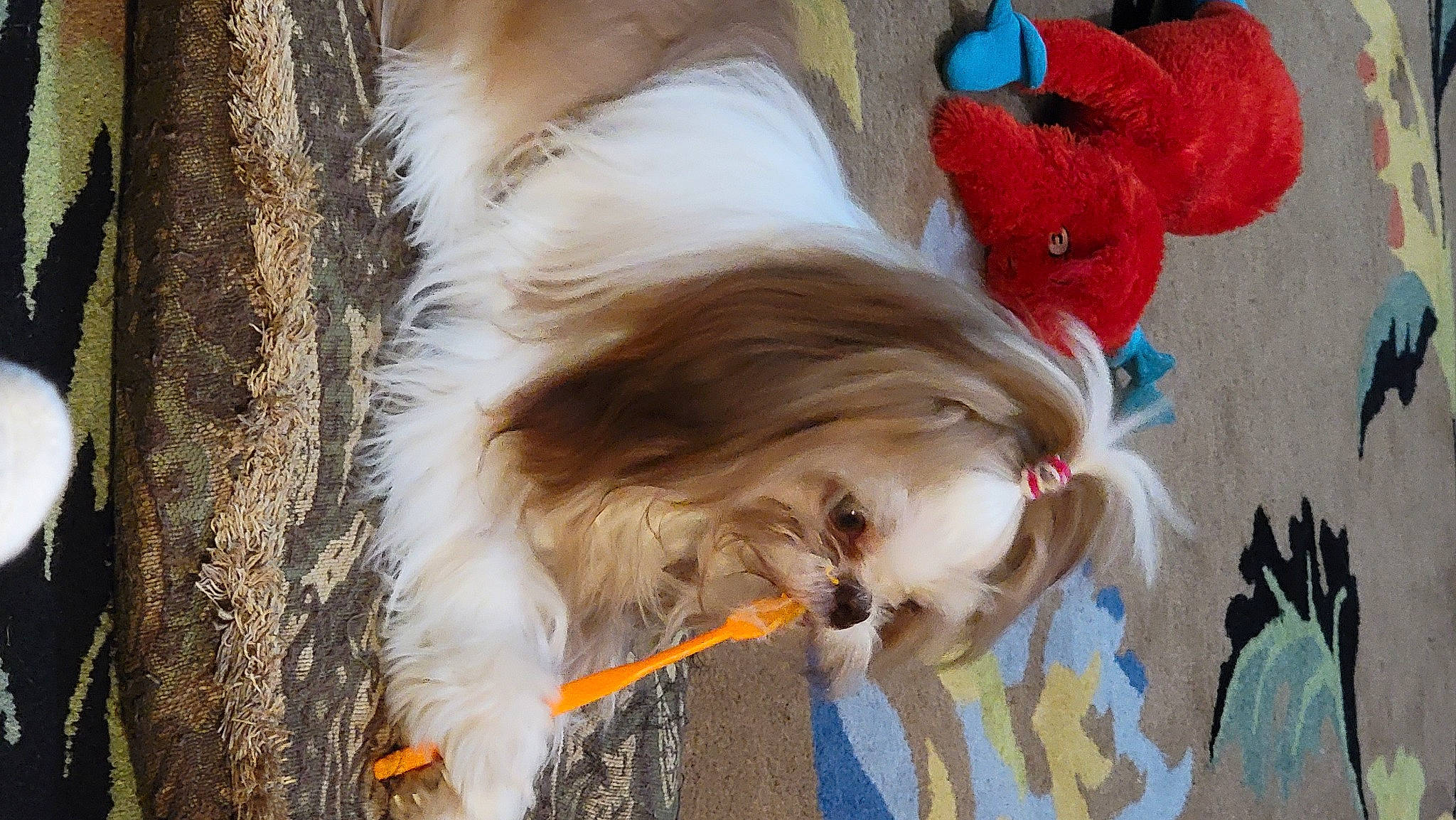 Chewy is registered to the contest to win money with this photo: canidae, carnivore, collar, companion_dog, dog, dog_breed, dog_collar, dog_supply, eyewear, fawn, feather, felidae, leash, liver, snout, sporting_group, tail, toy_dog, whiskers, working_animal