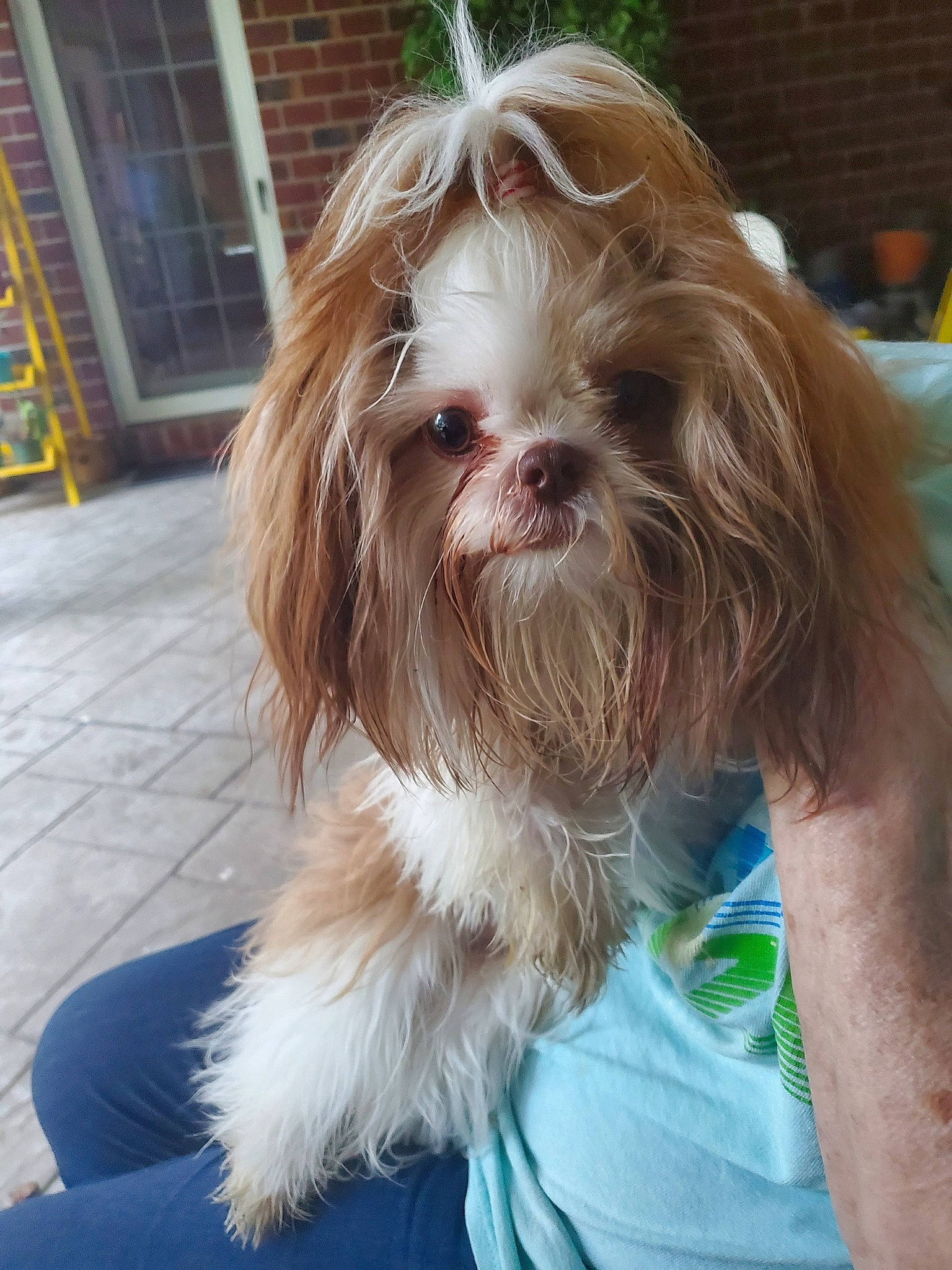 Chewy is registered to the contest to win money with this photo: biewer_terrier, canidae, carnivore, companion_dog, dog, dog_breed, fawn, fur, liver, maltepoo, non_sporting_group, shih_poo, shih_tzu, small_terrier, snout, sporting_group, terrier, toy_dog, window, working_animal