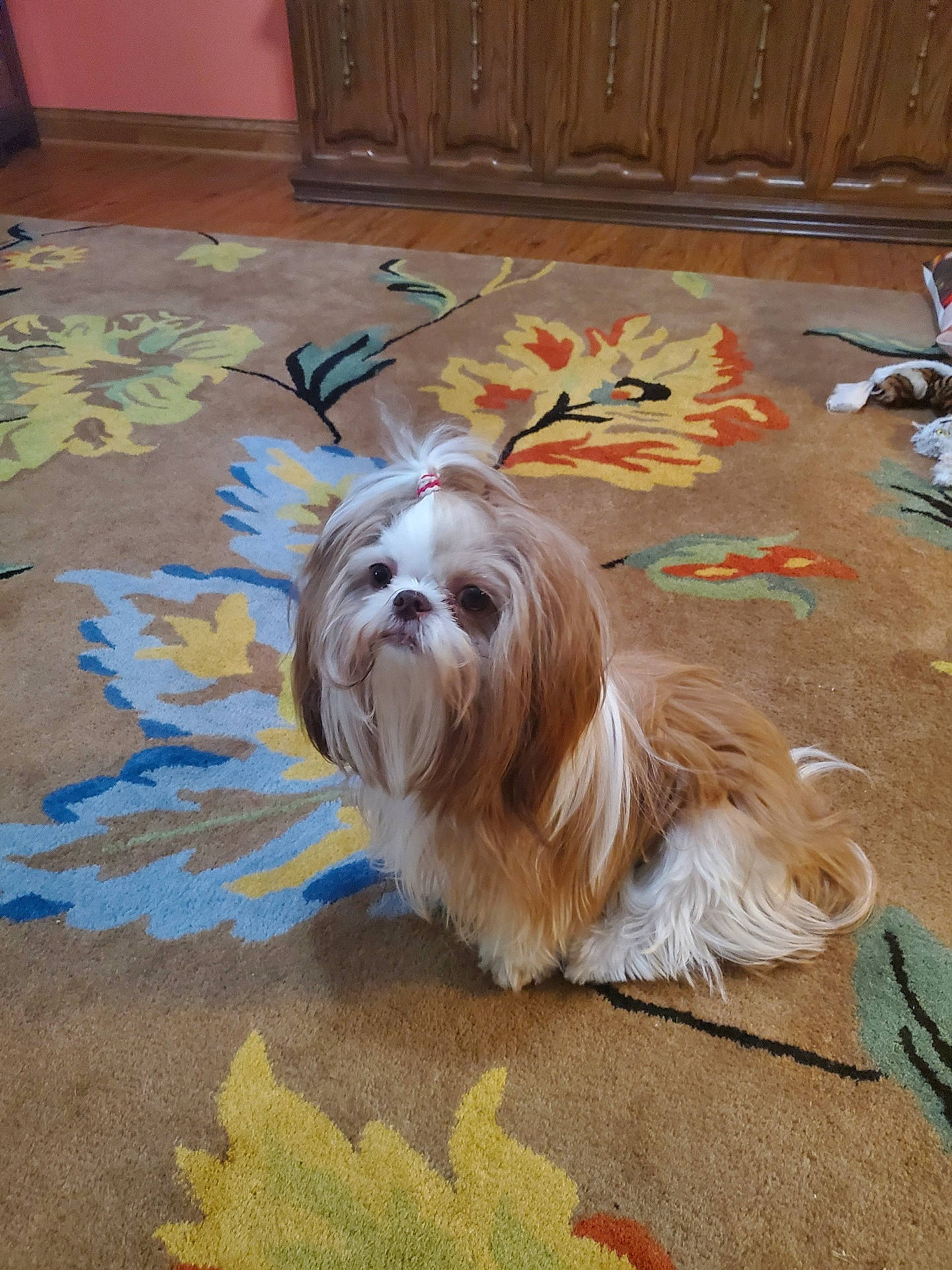 Chewy is registered to the contest to win money with this photo: cabinetry, carnivore, chest_of_drawers, companion_dog, cupboard, dog, dog_breed, drawer, floor, flooring, hardwood, road_surface, snout, sporting_group, tail, terrier, toy_dog, wood, wood_stain, working_animal