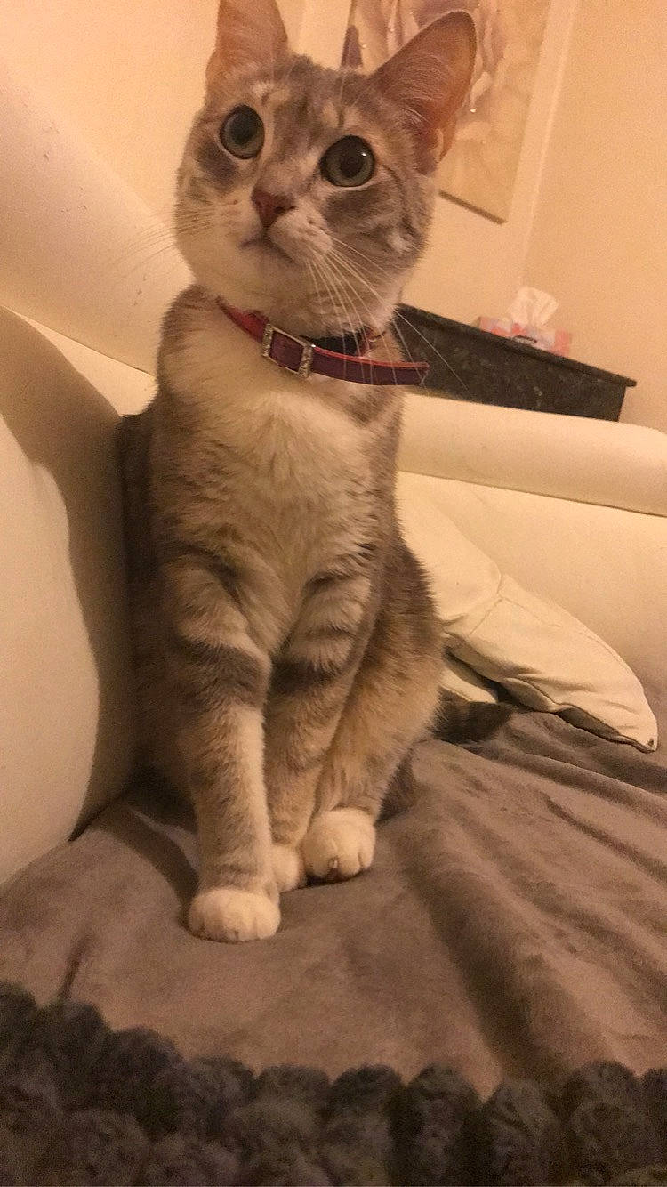 Elya a rejoint le concours — aidez-le/la à gagner de superbes lots ! carnivore, cat, comfort, domestic_short_haired_cat, ear, fawn, felidae, flooring, fur, gesture, houseplant, paw, small_to_medium_sized_cats, snout, tail, whiskers