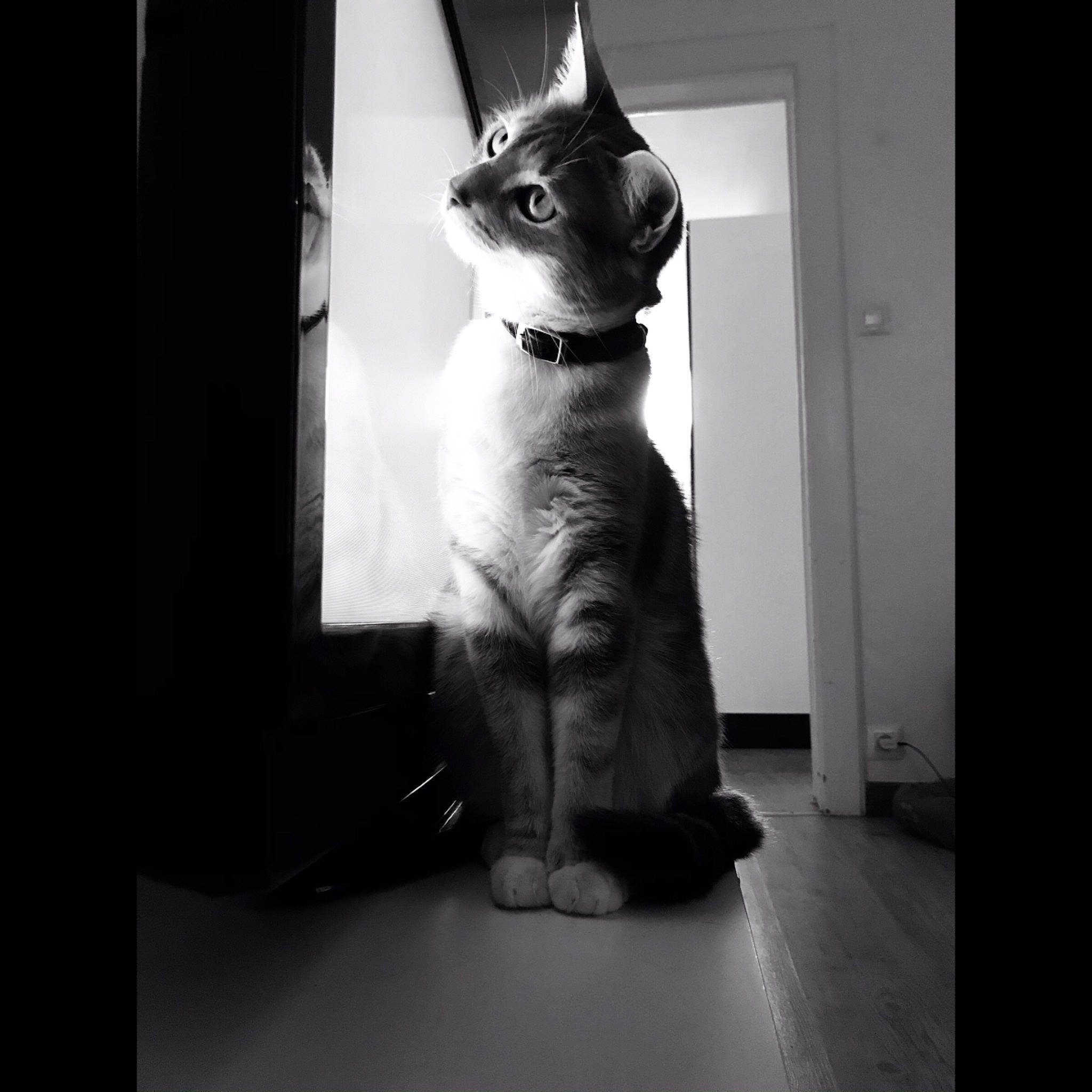 Elya a rejoint le concours — aidez-le/la à gagner de superbes lots ! black_cat, canidae, carnivore, cat, darkness, domestic_short_haired_cat, felidae, flash_photography, flooring, fur, gesture, monochrome, monochrome_photography, paw, picture_frame, room, small_to_medium_sized_cats, snout, tail, whiskers