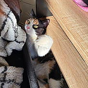 Willa participe au concours pour gagner de l'argent avec cette photo : cat, calico, indoor, feline, paw, blanket, wooden_table, curious, pet, animal, fur, yellow_eyes, cozy, floor_tiles, relaxed, looking_up, domestic_cat, whiskers, pink_nose, playful