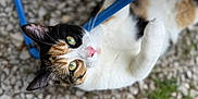 Willa participe au concours pour gagner de l'argent avec cette photo : cat, calico_cat, animal, pet, green_eyes, pink_nose, playful, climbing, blue_bar, gravel, outdoor, fur, whiskers, paw, curious, close_up, nature, young_cat, mammal, cute
