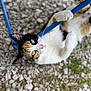 cat, calico_cat, animal, pet, green_eyes, pink_nose, playful, climbing, blue_bar, gravel, outdoor, fur, whiskers, paw, curious, close_up, nature, young_cat, mammal, cute