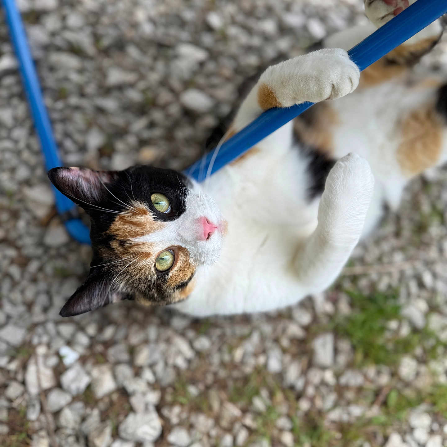 Willa participe au concours pour gagner de l'argent avec cette photo : animal, blue_bar, calico_cat, cat, climbing, close_up, curious, cute, fur, gravel, green_eyes, mammal, nature, outdoor, paw, pet, pink_nose, playful, whiskers, young_cat