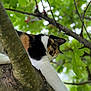 Willa a rejoint le concours — aidez-le/la à gagner de superbes lots ! cat, calico, tree, branch, green_leaves, outdoor, animal, feline, stretching, nature, fur, whiskers, paw, closeup, daylight, wildlife, mammal, playful, pet, resting