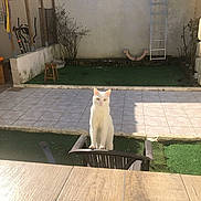 Abied Et Bianca a rejoint le concours — aidez-le/la à gagner de superbes lots ! animal, backyard, cat, chair, curious, daylight, feline, green_grass, ladder, outdoor, pet, plant, quiet, shadow, stool, sunlight, tile_floor, wall, white_cat, wooden_table