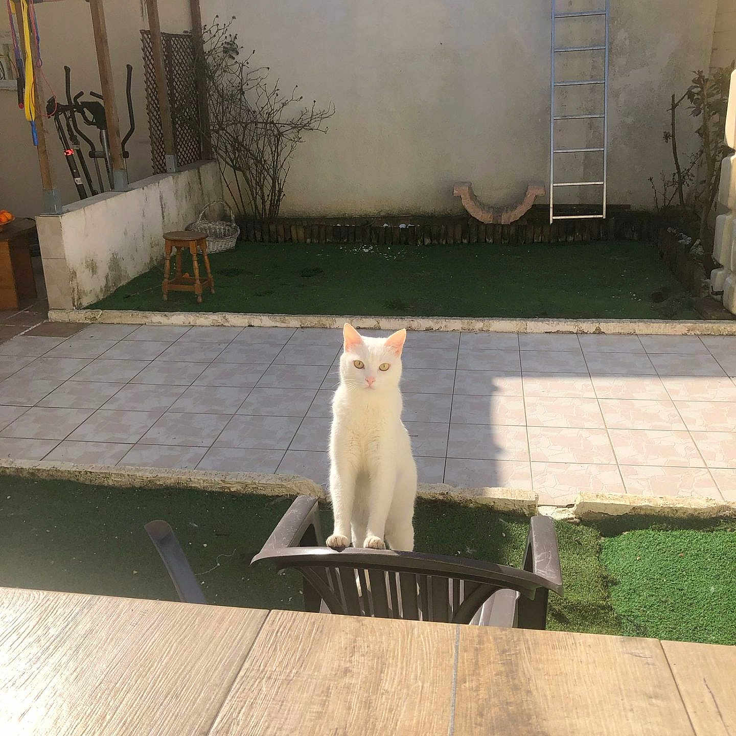 Abied Et Bianca a rejoint le concours — aidez-le/la à gagner de superbes lots ! animal, backyard, cat, chair, curious, daylight, feline, green_grass, ladder, outdoor, pet, plant, quiet, shadow, stool, sunlight, tile_floor, wall, white_cat, wooden_table