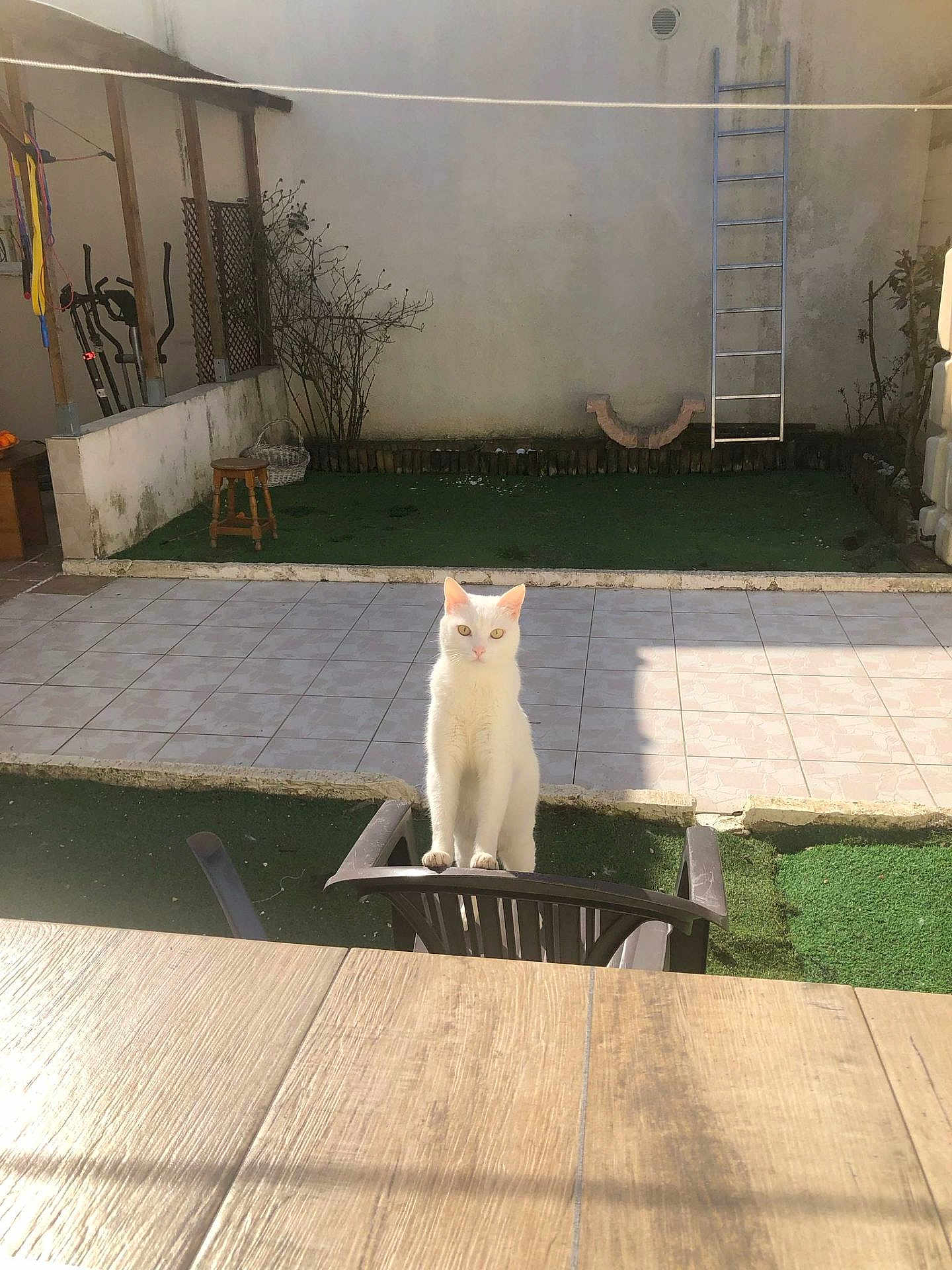 Abied Et Bianca a rejoint le concours — aidez-le/la à gagner de superbes lots ! animal, backyard, cat, chair, curious, daylight, feline, green_grass, ladder, outdoor, pet, plant, quiet, shadow, stool, sunlight, tile_floor, wall, white_cat, wooden_table