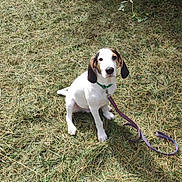 Hank joined the competition — help win amazing prizes! animal, brown_and_white, canine, collar, daylight, dog, ears, fur, grass, greenery, ground, leash, nature, outdoor, pet, puppy, shrub, sitting, snout, young_dog