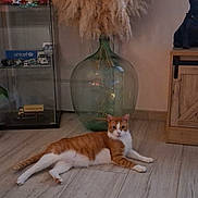 Roucky participe au concours pour gagner de l'argent avec cette photo : animal, cat, decorative_dog_statue, floor, furniture, glass_display_case, glass_vase, home_interior, indoor, lying_down, miniature_trucks, orange_cat, pampas_grass, pet, relaxed, tiled_floor, toys, vase, white_cat, wooden_cabinet