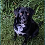 Jewels joined the competition — help win amazing prizes! alert, animal, black_dog, brown_eyes, canine, companion, cute, dog, domestic_animal, friendly, fur, garden, grass, leafy_plants, mammal, nature, outdoor, pet, sitting, white_patch