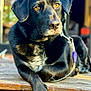 amber_eyes, animal, black_dog, calm, canine, closeup, collar, daylight, dog, domestic_animal, fur, leash, looking_away, outdoor, pet, portrait, relaxed, resting, sunlight, wooden_surface