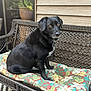 Jewels is registered to the contest to win money with this photo: animal, black_dog, calm, companion, cushion, daylight, dog, domestic_animal, floral_pattern, fur, garden_pot, looking_away, outdoor, pet, plant, porch, seat, sitting, wicker_bench, wood_siding