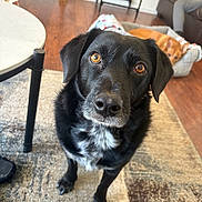 Jewels joined the competition — help win amazing prizes! animal, black_dog, brown_dog, carpet, companion, couch, cozy, curious, dog, domestic, furniture, home, indoor, looking_at_camera, person, pet_bed, relaxed, rug, table, wood_floor