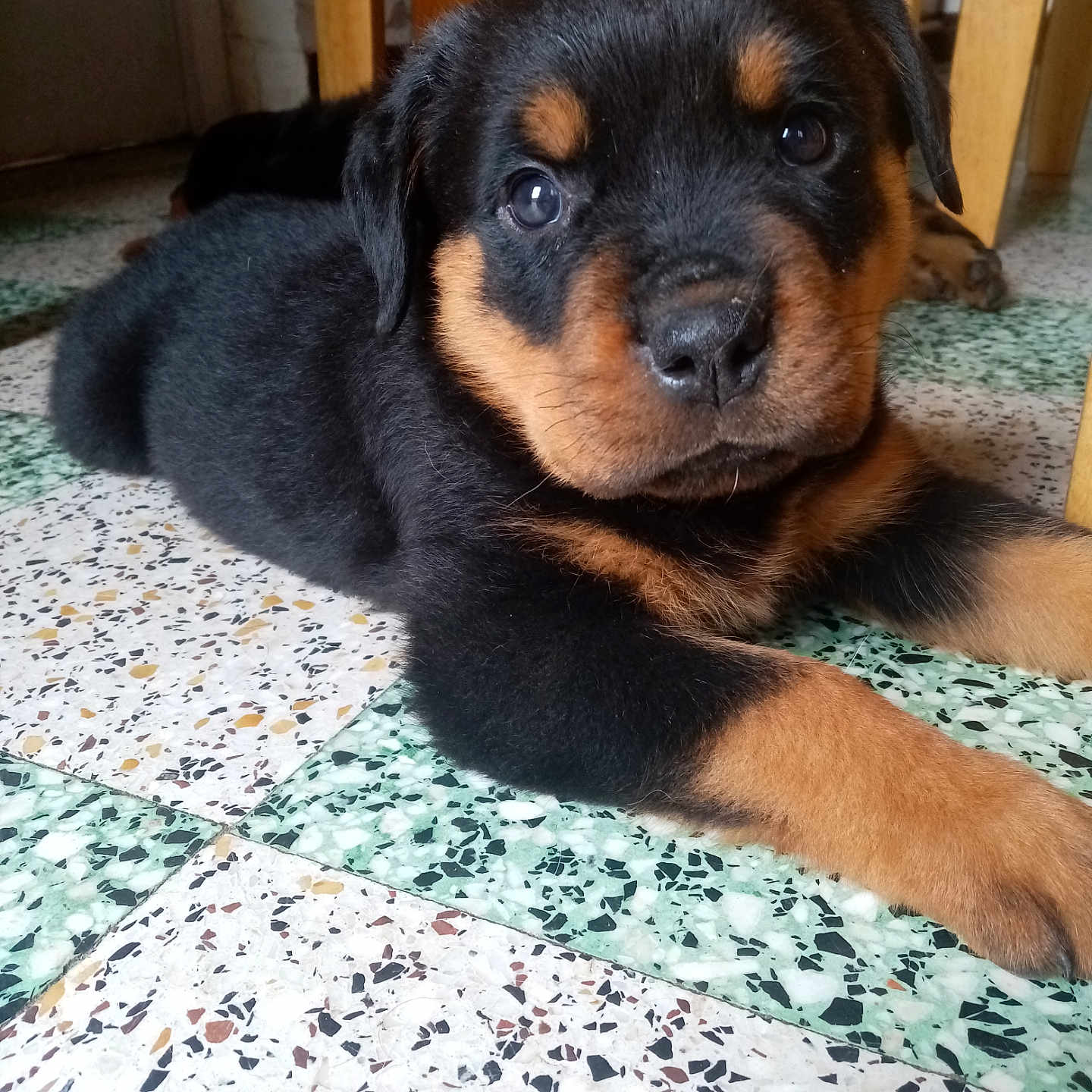 Roki participe au concours pour gagner de l'argent avec cette photo : animal, beagle, boxer, bulldog, canine, cockerspaniel, dog, door, hound, indoors, interiordesign, labradorretriever, pebble, person, pet, puppy, sleeping, snout, tile, wood