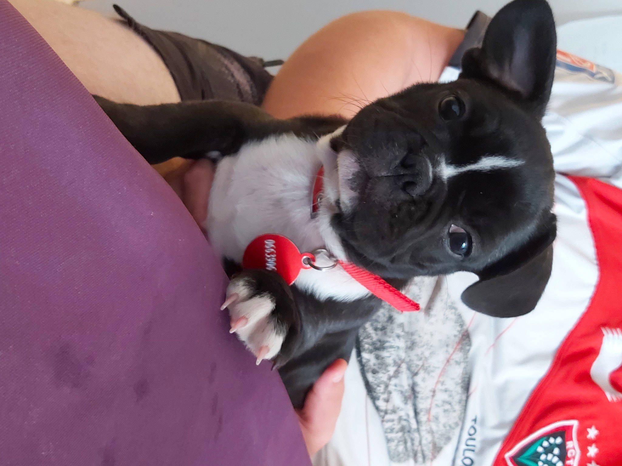 Ryko participe au concours pour gagner de l'argent avec cette photo : boston_terrier, canidae, carnivore, companion_dog, dog, dog_breed, ear, fawn, french_bulldog, mammal, non_sporting_group, snout, sporting_group, vertebrate