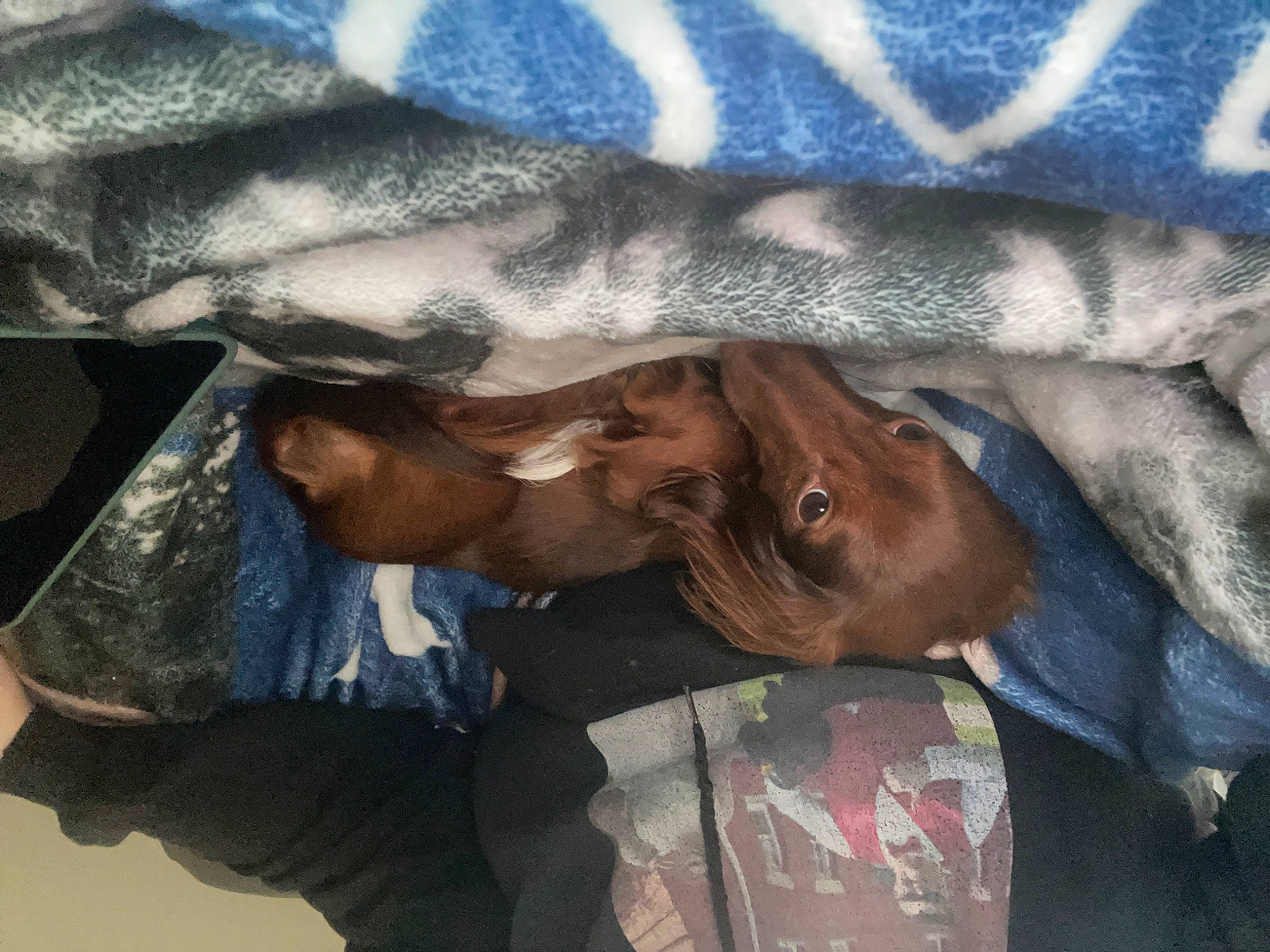 Penelope joined the competition — help win amazing prizes! beauty, comfort, denim, electric_blue, fur, grey, guard_dog, linens, liver, pattern, sleeve, textile, working_animal, wrinkle