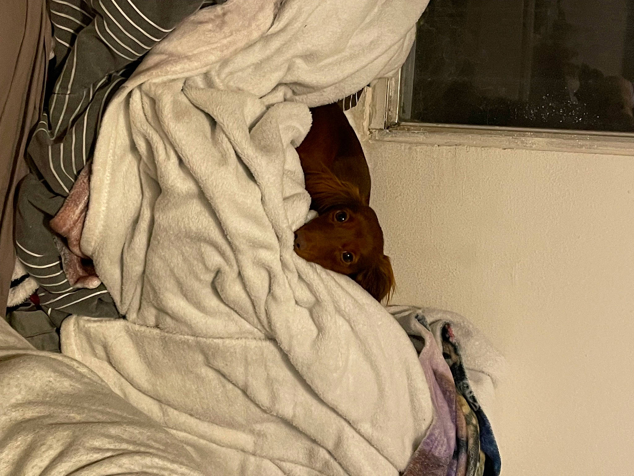 Penelope is registered to the contest to win money with this photo: art, bed_sheet, bedding, blanket, carving, chest, comfort, felidae, flooring, fur, human_leg, leather, linens, pattern, room, sleeve, tints_and_shades, vintage_clothing, visual_arts, wood