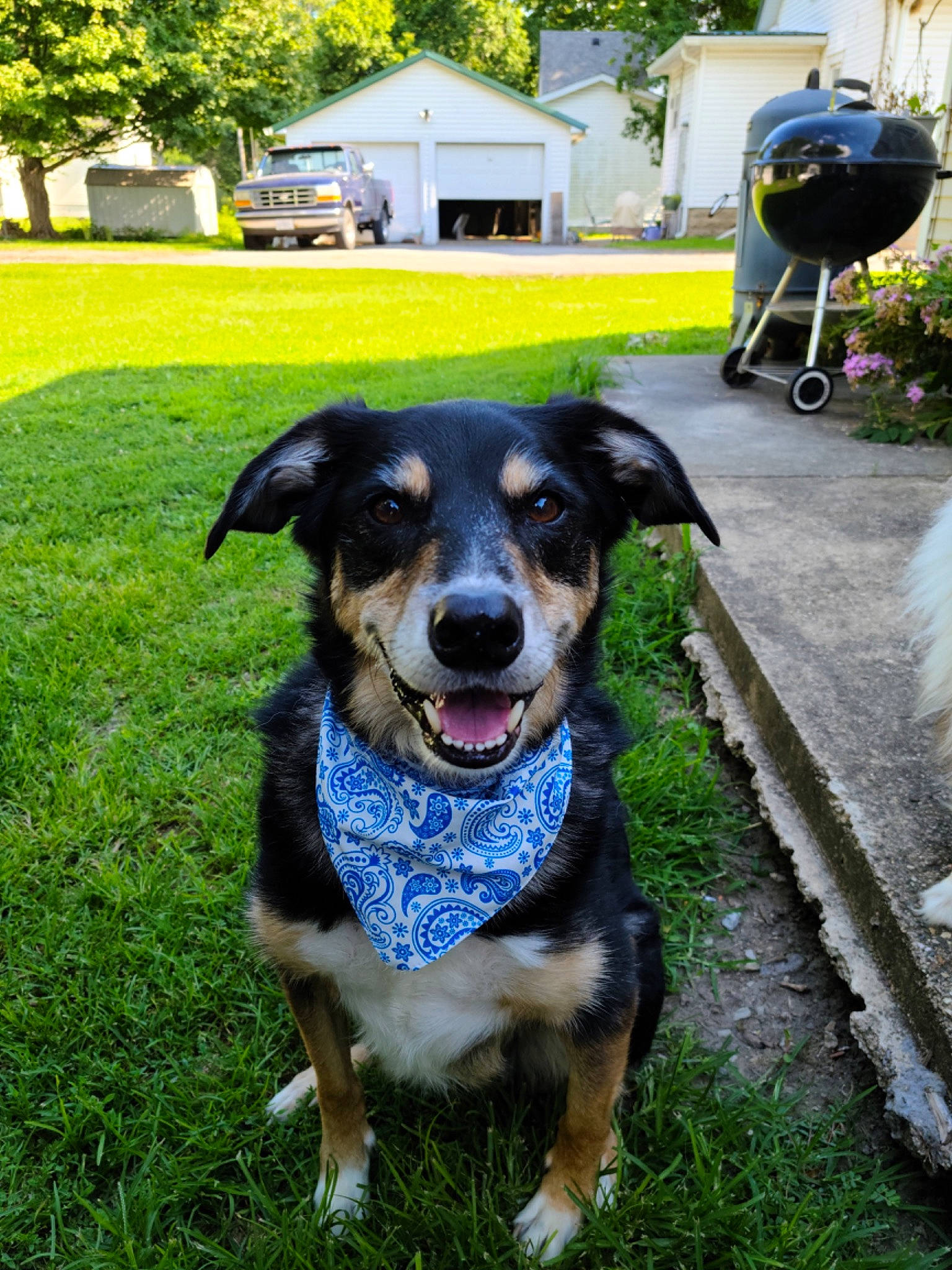 Buddy joined the competition — help win amazing prizes! canidae, carnivore, collar, companion_dog, dog, dog_breed, dog_collar, grass, guard_dog, lawn, leash, personal_protective_equipment, plant, snout, sporting_group, tree, whiskers, window, working_animal, working_dog