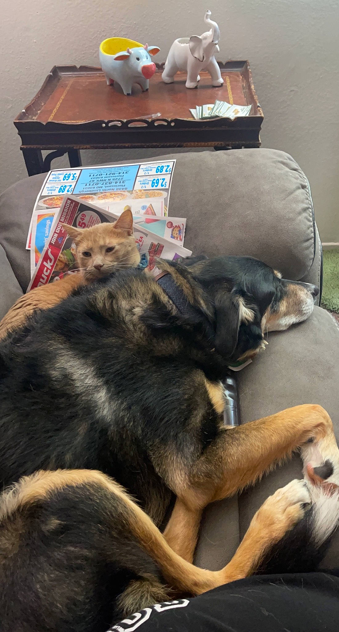 Buddy is registered to the contest to win money with this photo: bag, box, canidae, carnivore, cat, comfort, companion_dog, dog, dog_breed, domestic_short_haired_cat, fawn, felidae, fur, mammal, shipping_box, small_to_medium_sized_cats, sporting_group, terrestrial_animal, whiskers, working_animal