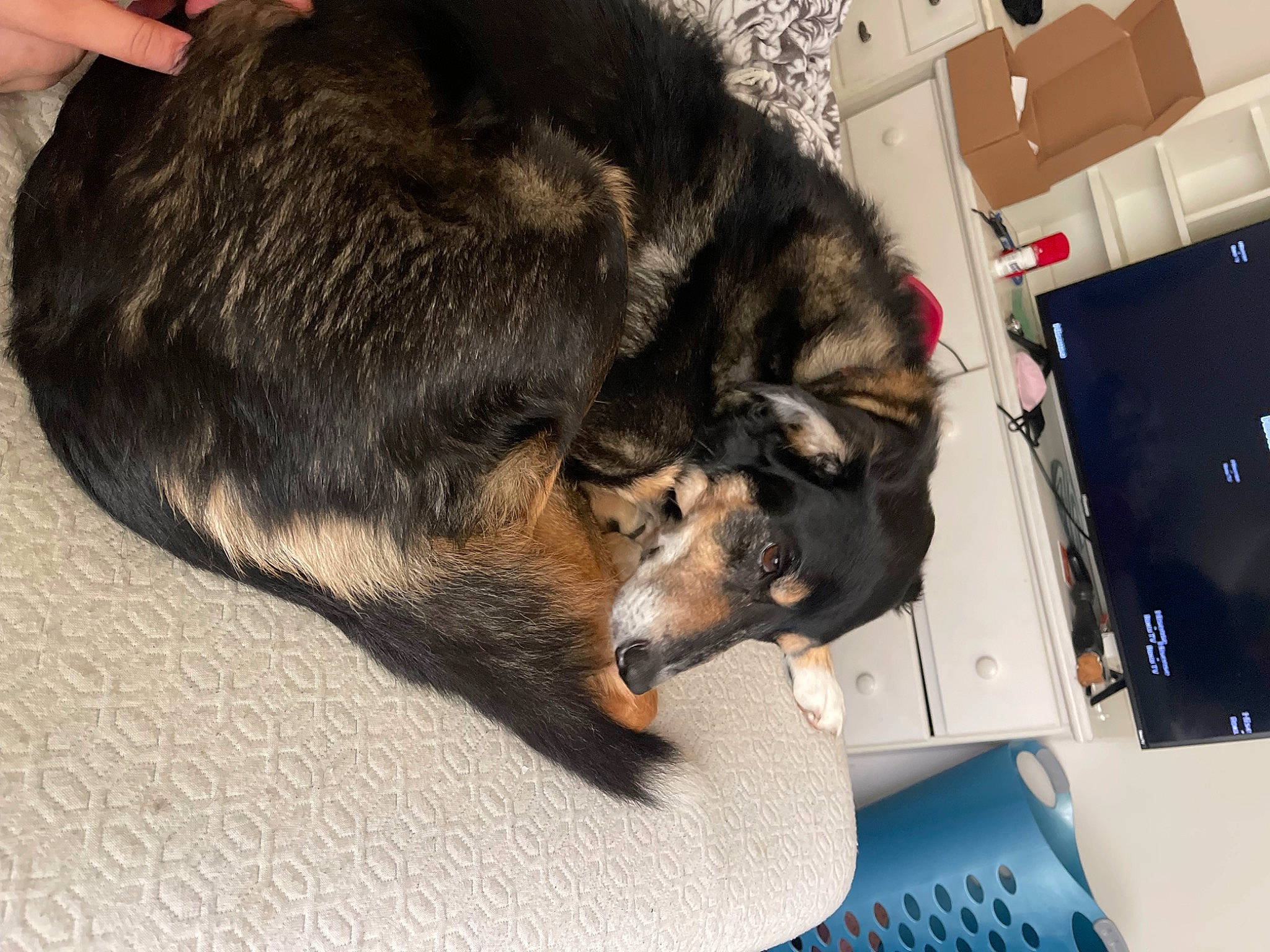 Buddy is registered to the contest to win money with this photo: box, canidae, carnivore, comfort, companion_dog, dog, dog_breed, fur, german_shepherd_dog, guard_dog, paw, shipping_box, sporting_group, tail, terrestrial_animal, working_dog