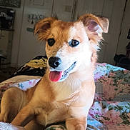Josie joined the competition — help win amazing prizes! animal, bed, blanket, canine, comfort, cozy, cute, dog, domestic, ears_up, floral_pattern, fur, happy, indoor, paw, pet, relaxed, resting, room, tongue_out