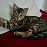 Simba participe au concours pour gagner de l'argent avec cette photo : kitten, tabby, cat, pet, animal, fur, whiskers, paws, eyes, indoor, resting, cute, young, striped, mammal, domestic, relaxed, closeup, laying, feline